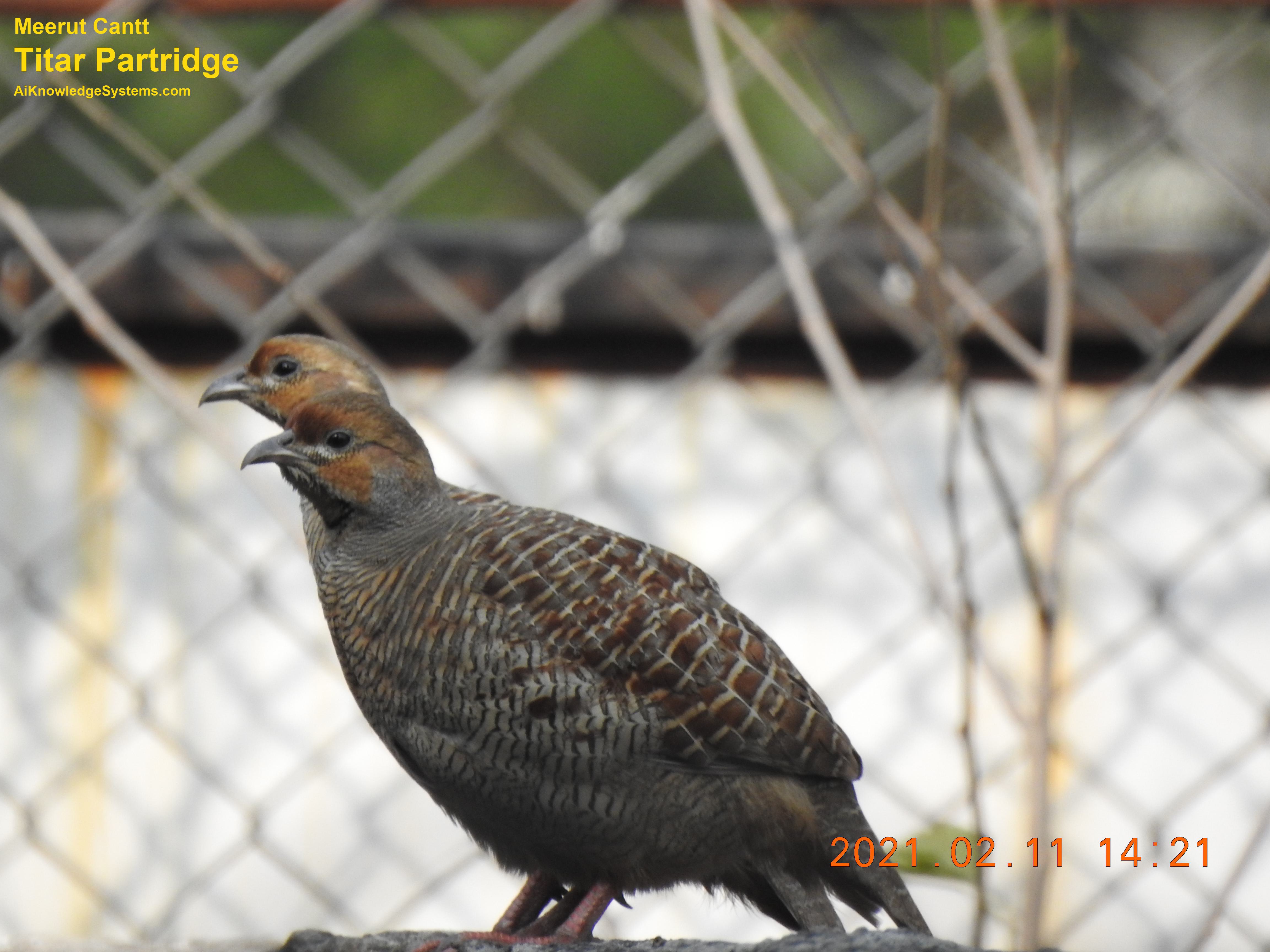 Titar Partridge (38) Coming Soon